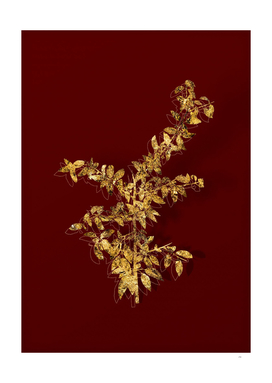 Gold Rock Buckthorn Botanical Illustration on Red
