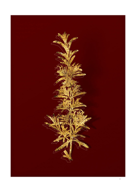 Gold Rosemary Botanical Illustration on Red