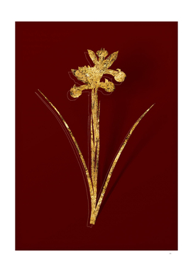 Gold Spanish Iris Botanical Illustration on Red