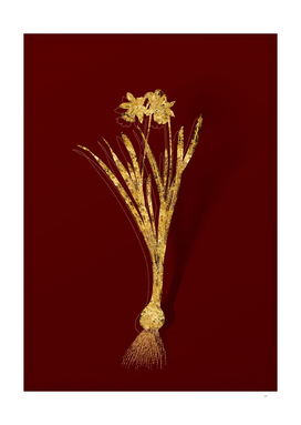 Gold Lesser Wild Daffodil Botanical on Red