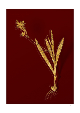 Gold Gladiolus Mucronatus Botanical on Red