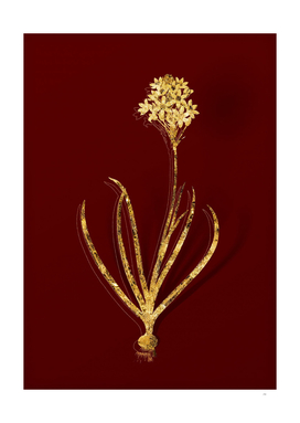 Gold Arabian Starflower Botanical on Red