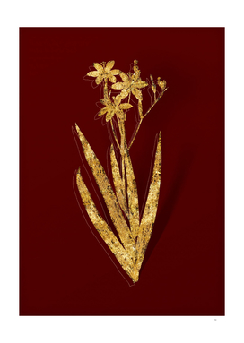 Gold Blackberry Lily Botanical Illustration on Red