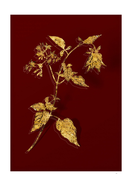Gold Bittersweet Botanical Illustration on Red