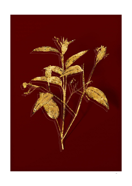 Gold Maranta Arundinacea Botanical on Red