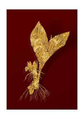Gold Koemferia Longa Botanical Illustration on Red