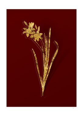 Gold Ixia Tricolor Botanical Illustration on Red