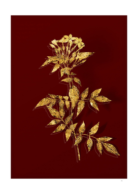 Gold Jasmin Officinale Flower Botanical on Red