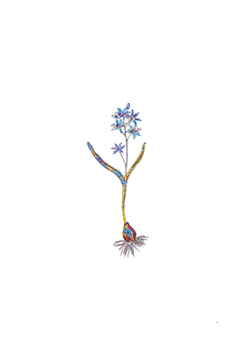 Floral Alpine Squill Mosaic on White