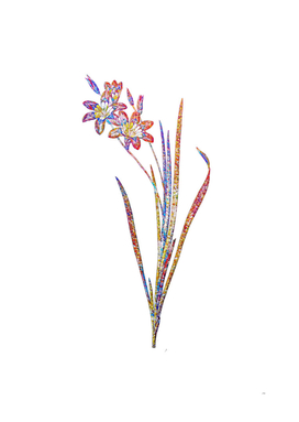 Floral Ixia Tricolor Mosaic on White