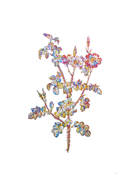Floral Prickly Sweetbriar Rose Mosaic on White