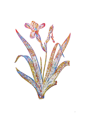 Floral Hungarian Iris Mosaic on White