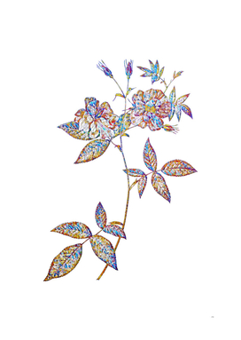 Floral Hudson Rosehip Mosaic on White