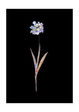 Floral Ixia Maculata Mosaic on Black