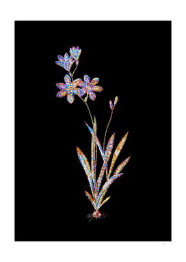 Floral Ixia Grandiflora Mosaic on Black