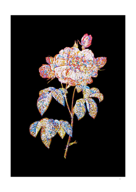 Floral Duchess of Orleans Rose Mosaic on Black
