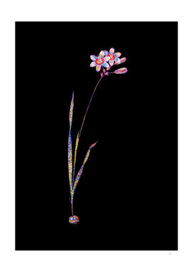 Floral Galaxia Ixiaeflora Mosaic on Black