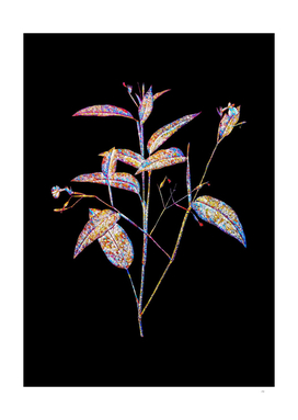 Floral Maranta Arundinacea Mosaic on Black