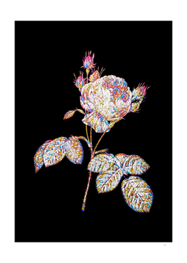 Floral Pink Cabbage Rose Mosaic on Black
