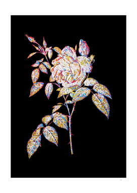 Floral Fragrant Rosebush Mosaic on Black
