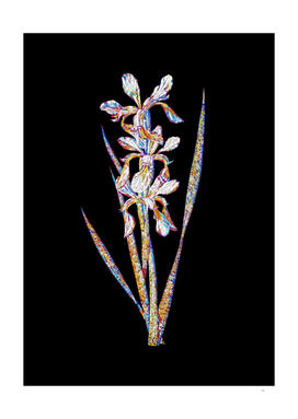 Floral Yellow Banded Iris Mosaic on Black