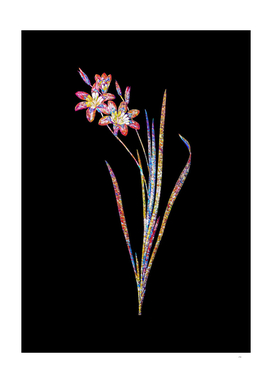 Floral Ixia Tricolor Mosaic on Black