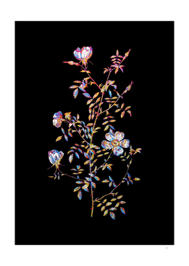 Floral Hedge Rose Mosaic on Black