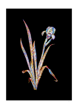 Floral Crimean Iris Mosaic on Black