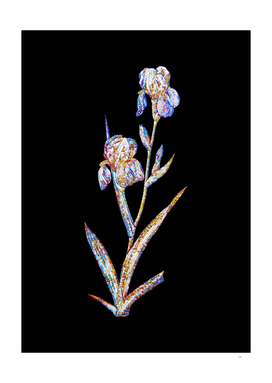 Floral Elder Scented Iris Mosaic on Black