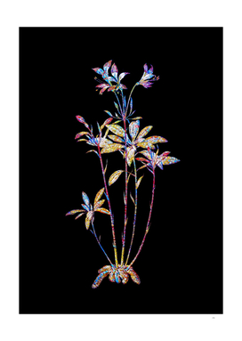 Floral Lily of the Incas Mosaic on Black