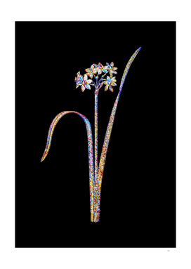 Floral Cowslip Cupped Daffodil Mosaic on Black