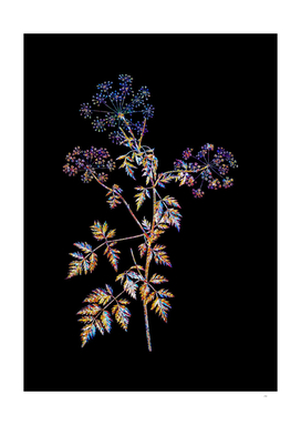 Floral Hemlock Flowers Mosaic on Black