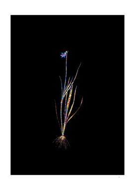 Floral Blue Eyed Grass Mosaic on Black