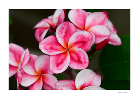Close-up pink plumeria flower blossom