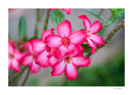 Close-up pink adenium flower blossom in the garden