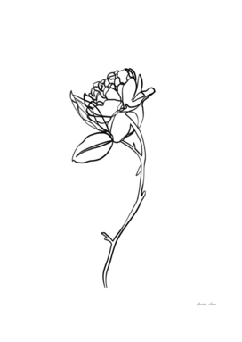 Minimal rose flower line art