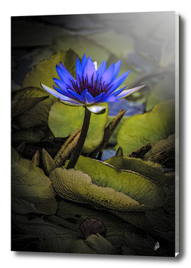 The Last Water Lily