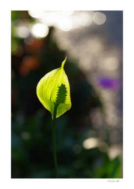 A big green petal of the exotic flower on the sun