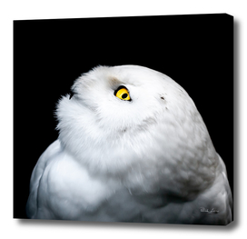 Winter White Snowy Owl