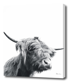 Majestic Highland cow black and white