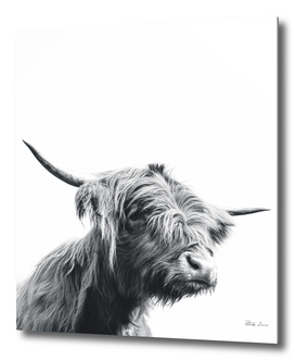 Majestic Highland cow black and white
