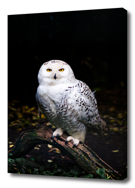 Majestic winter snowy owl