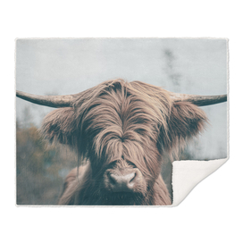 Highland cow portrait