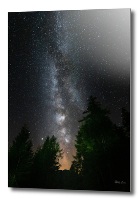 Milky way above spruce forest