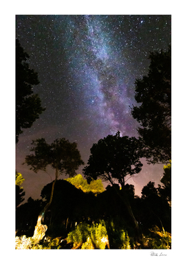 Trees landscape with milky way