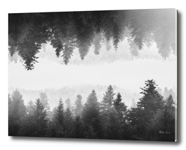 Black and white foggy mirrored forest