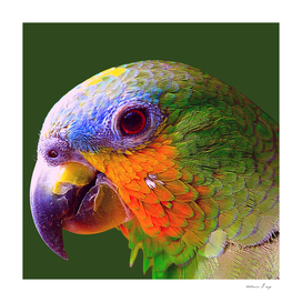 Papagaio Arara Amazônico