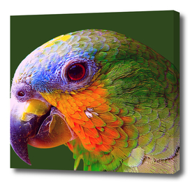 Papagaio Arara Amazônico