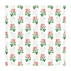 Vintage Rose Clare Flower Pattern on White