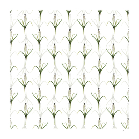 Vintage Grape Hyacinth Botanical Pattern on White